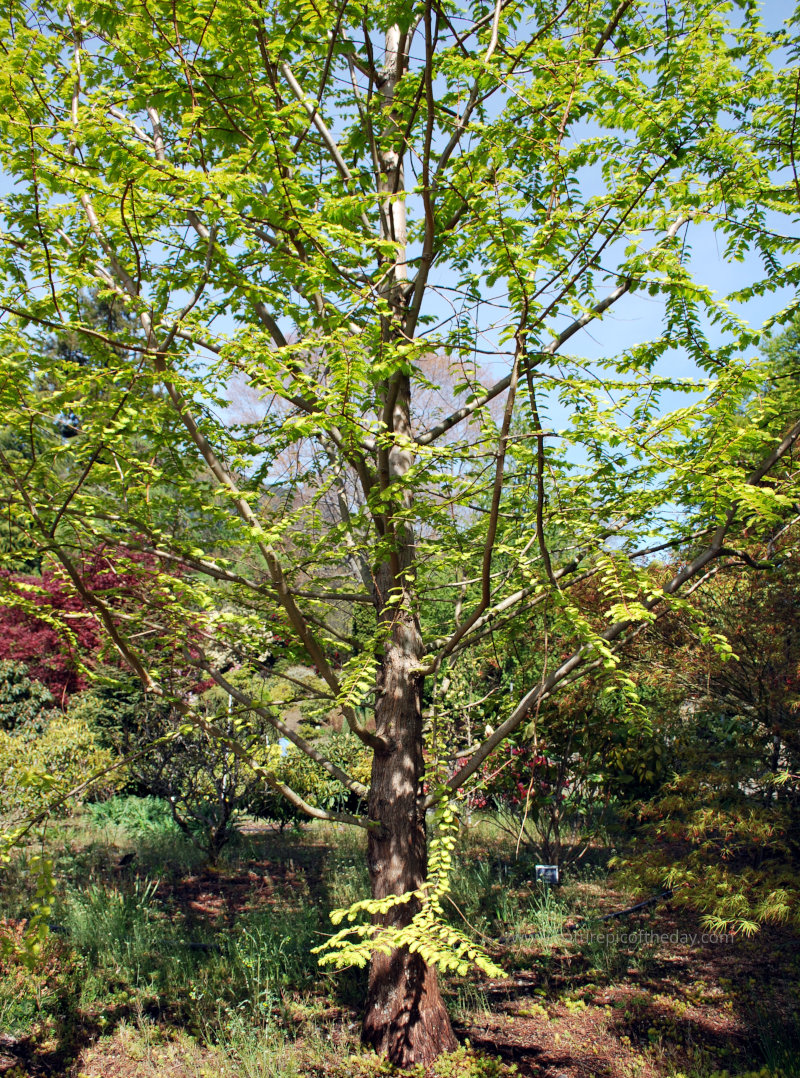 Dawn Redwood in Washington