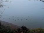 Ducks float in the mist