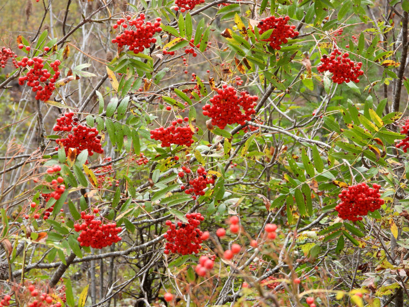 Berries in the fall