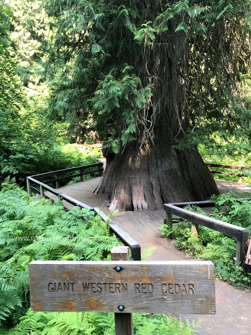 Ancient Cedar Tree