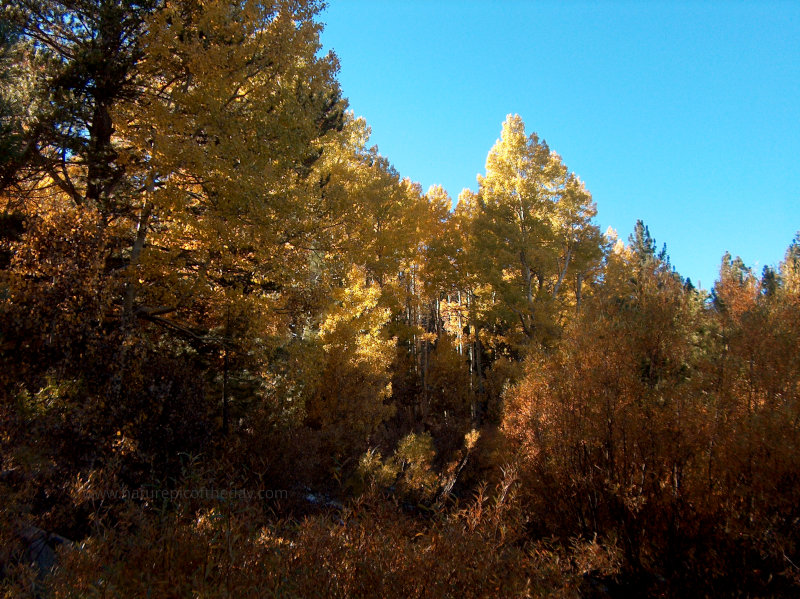 Aspens in California