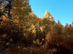 Aspens in California