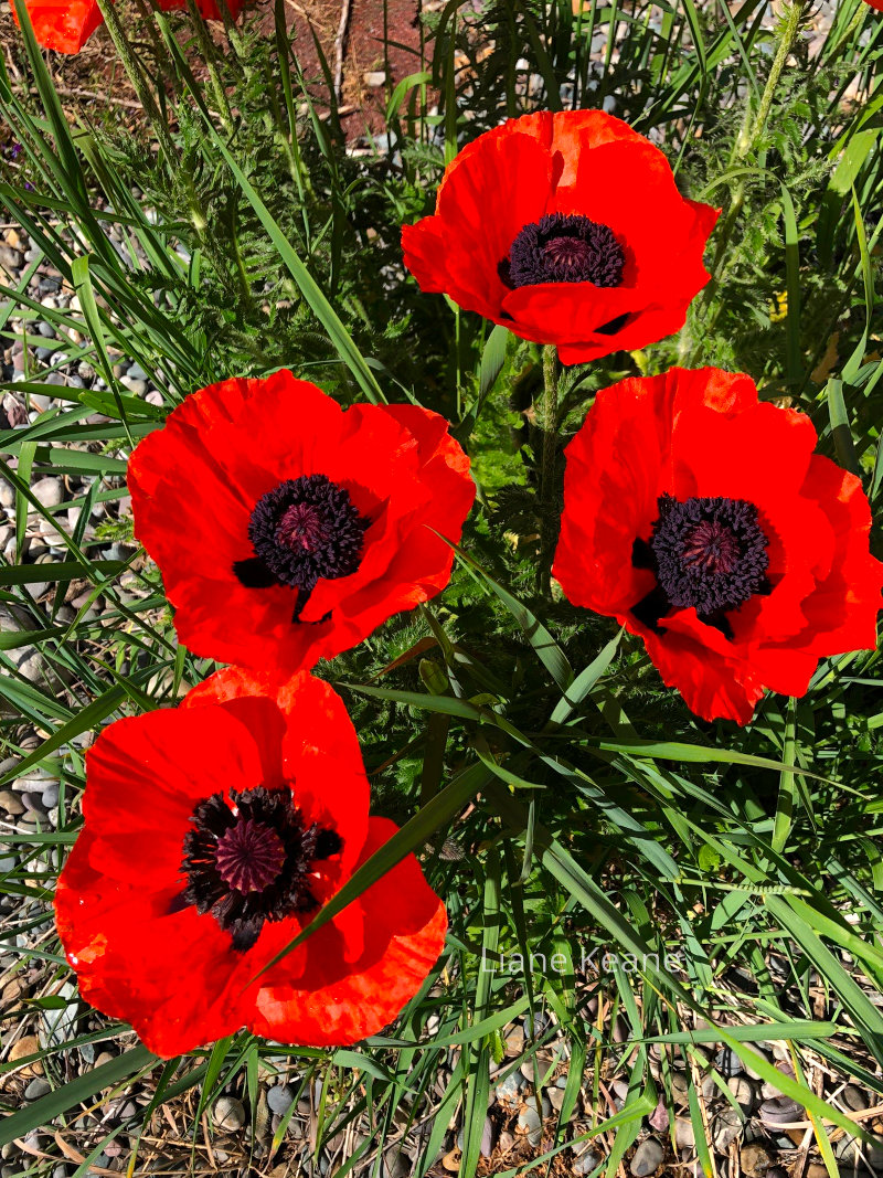 Poppies