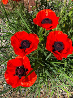 Poppies