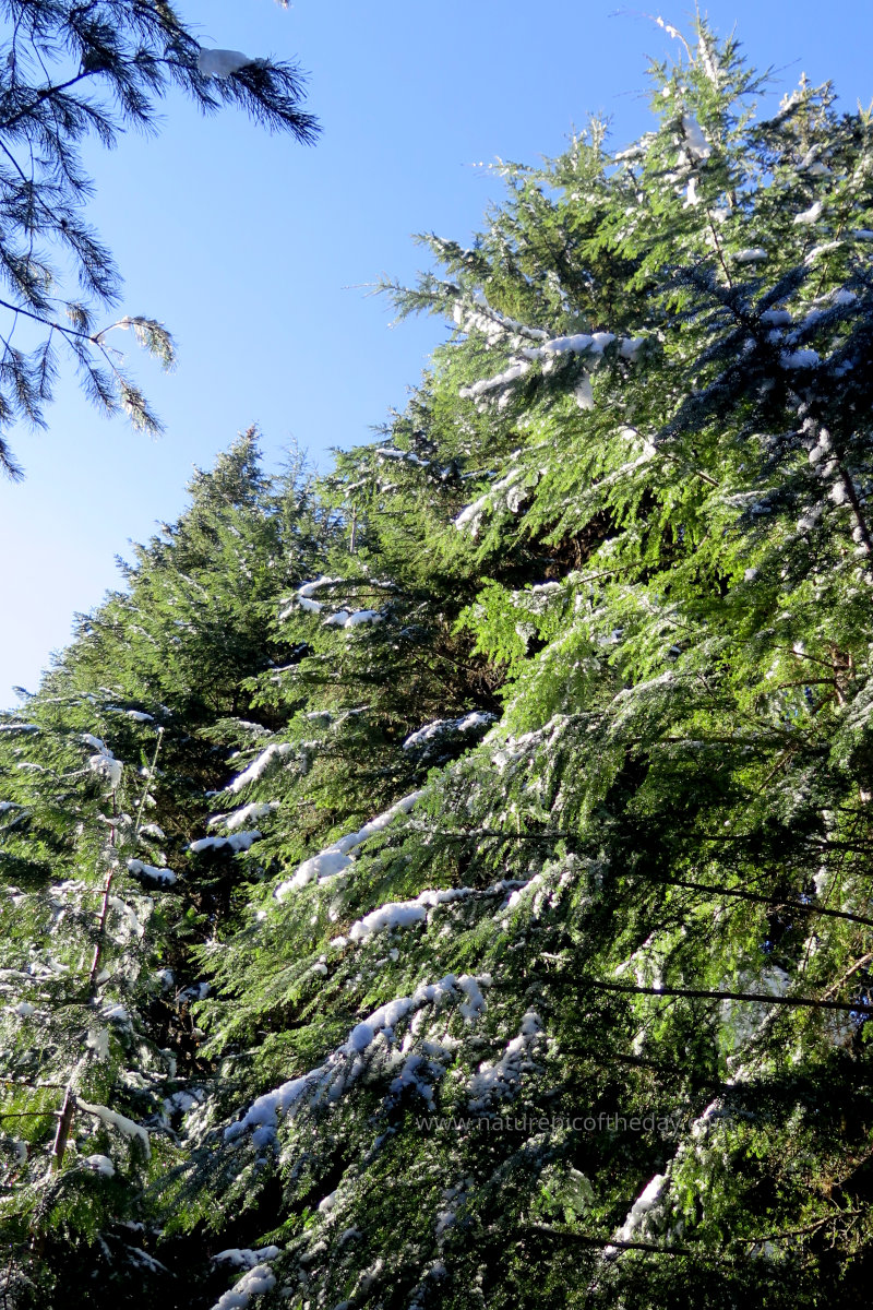 Snow, Sun, Trees