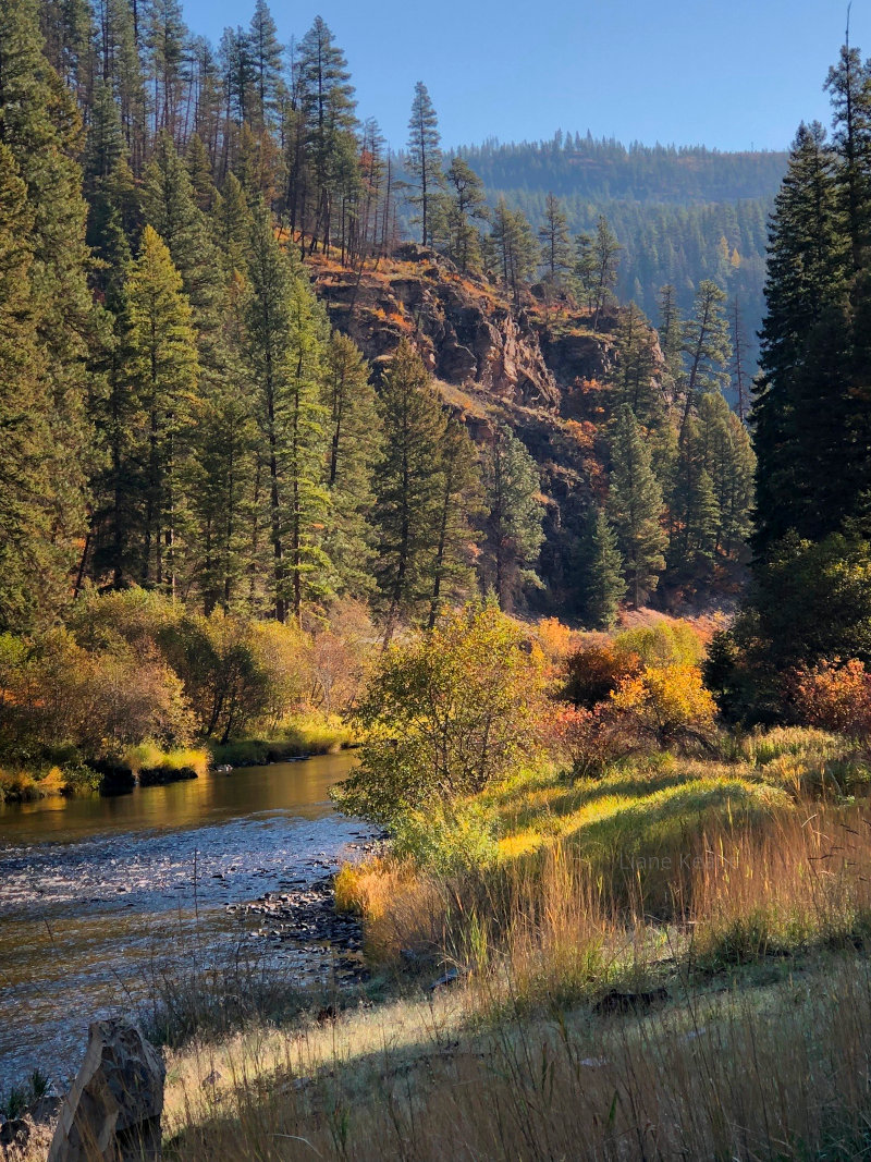 Thompson River in Montana