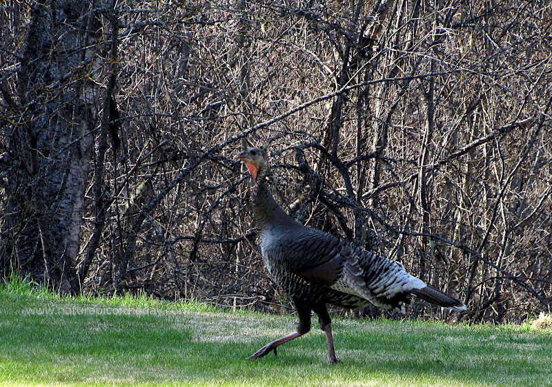 A turkey on the trot