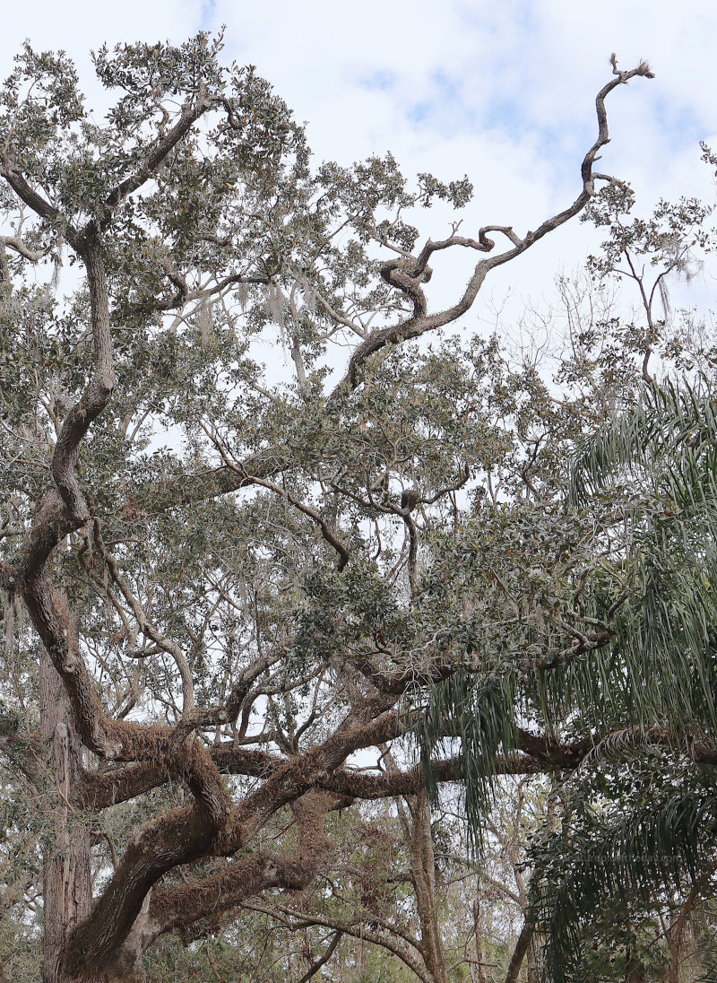 Gnarly tree in Florida