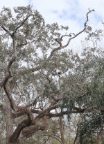 Gnarly tree in Florida