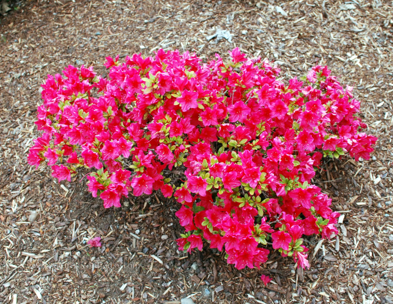 Beautiful flowers at Brinnon Gardens in Washington State