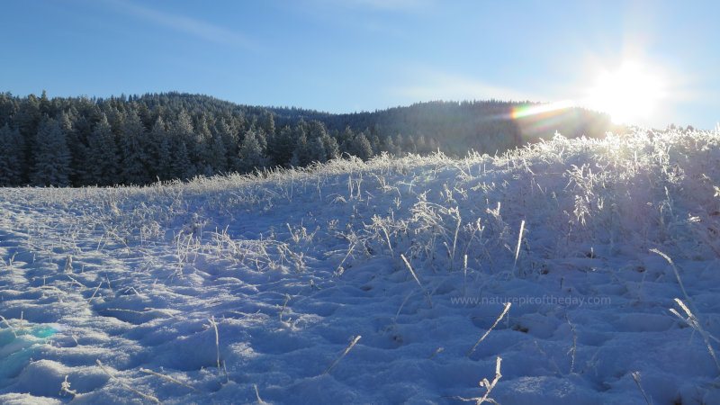 Frozen Snow on a Winter Morning