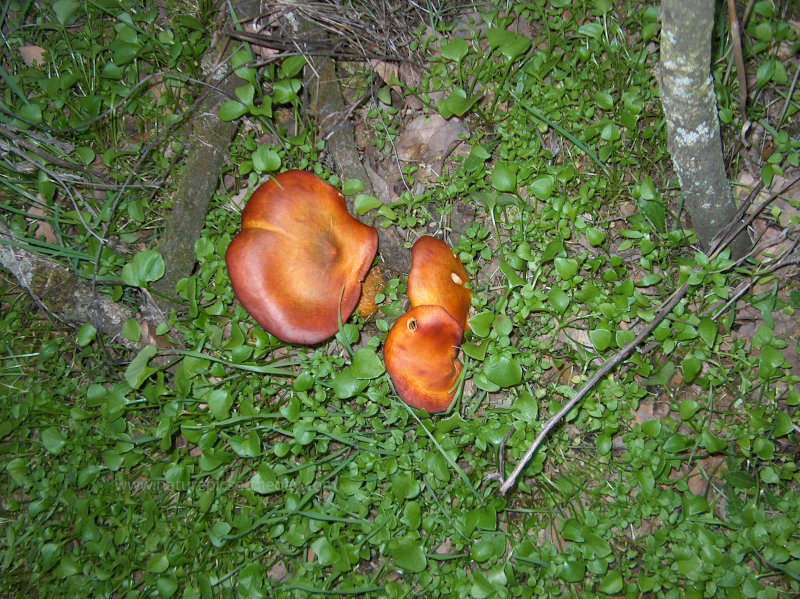 Mushrooms and green grass.