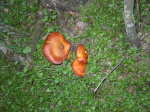 Mushrooms and green grass.