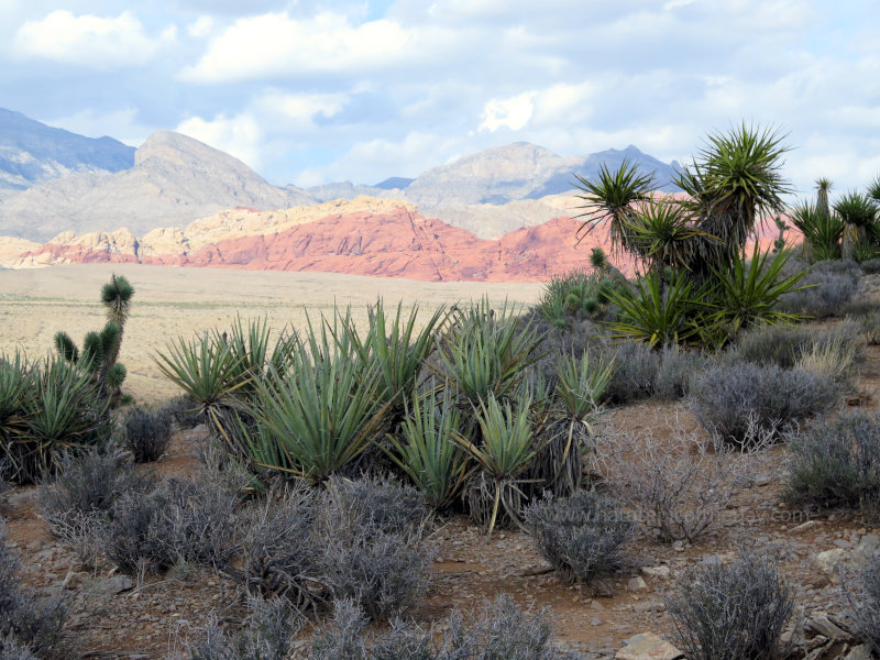 Red Rock Canyon near Las Vegas, NV