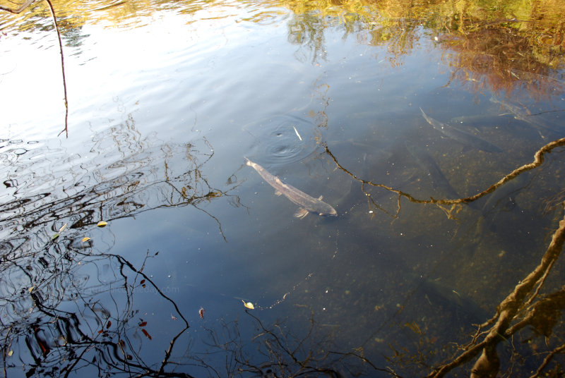 Chum Salmon in Washington State