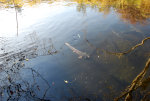 Chum Salmon in Washington State