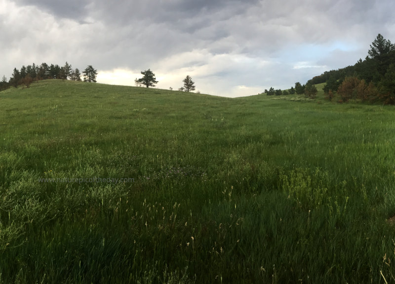 Green Grass in Colorado.