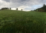 Green Grass in Colorado.