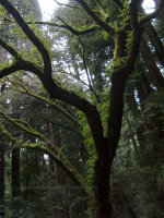 Muir Woods in California