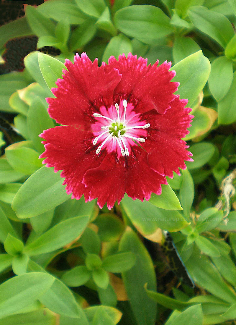 Beautiful dianthus in Florida