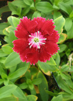 Beautiful dianthus in Florida