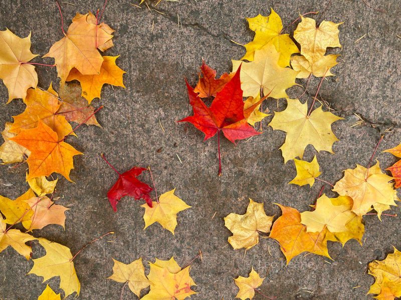 Beautiful fall colors 