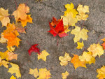 Beautiful fall colors 