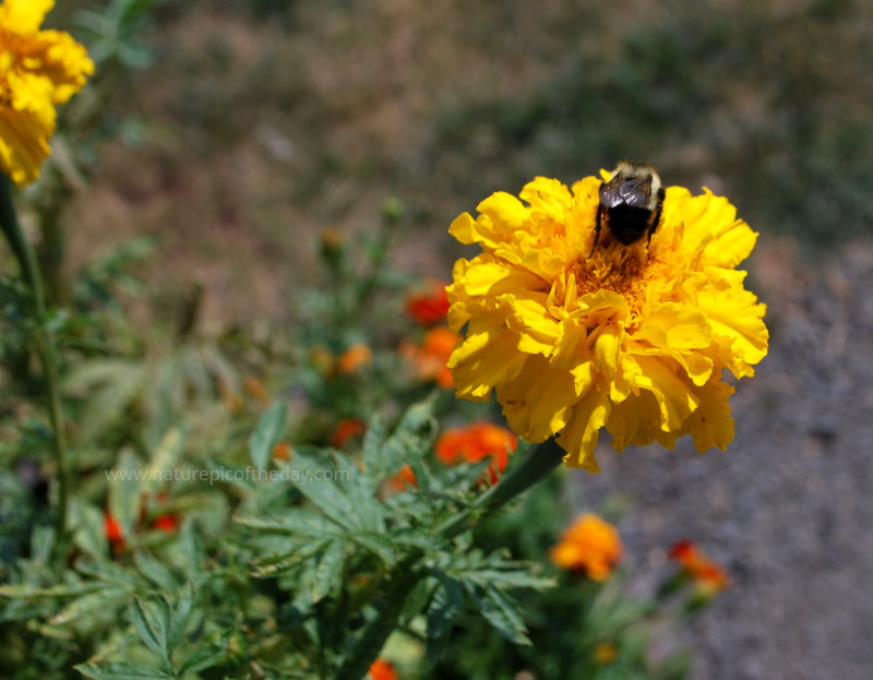 Bumble Bee on a marigold