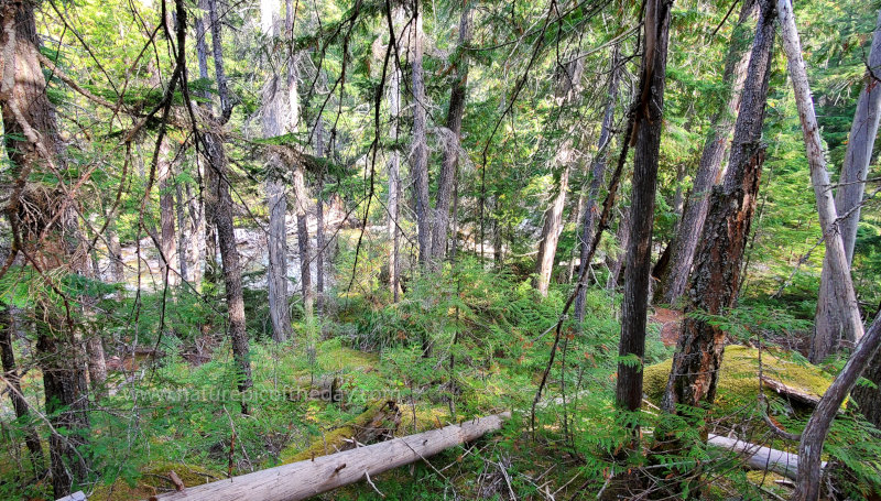 Forest in Washington State