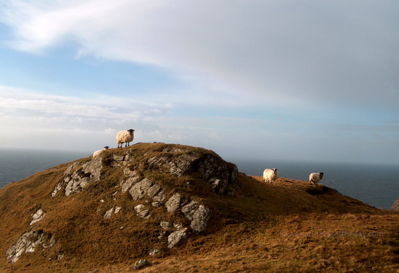 Sheep in Ireland