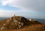 Sheep in Ireland