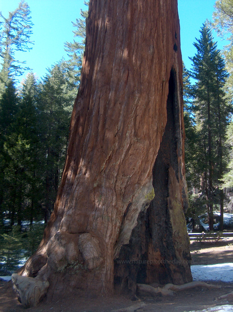 Sequoia Redwood