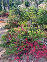 Shrubs in the Cascades