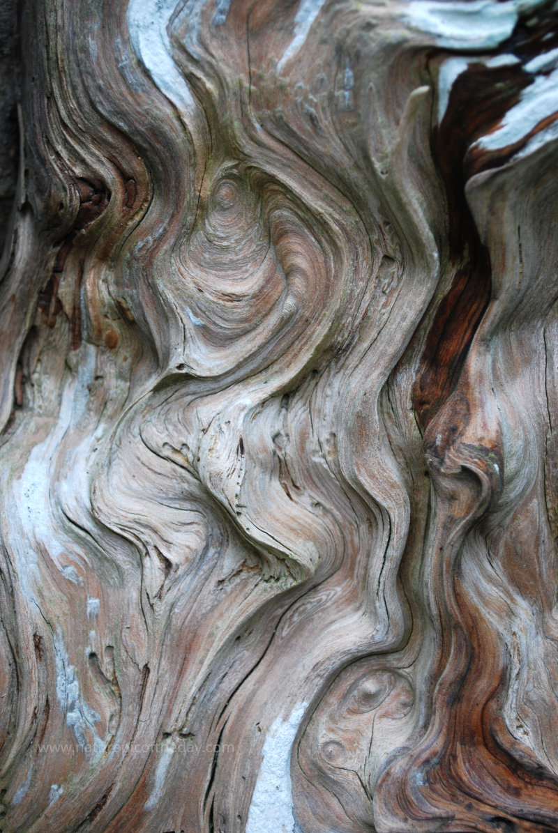 Sequoia Redwood