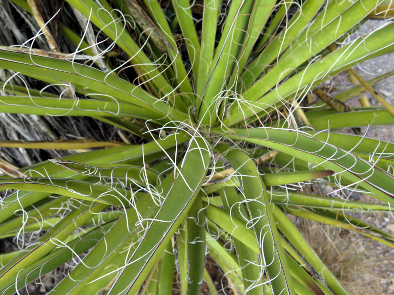 Cacti