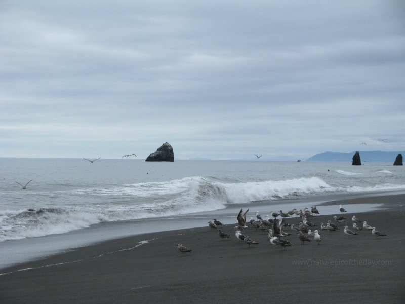 Seagulls on the beach in California