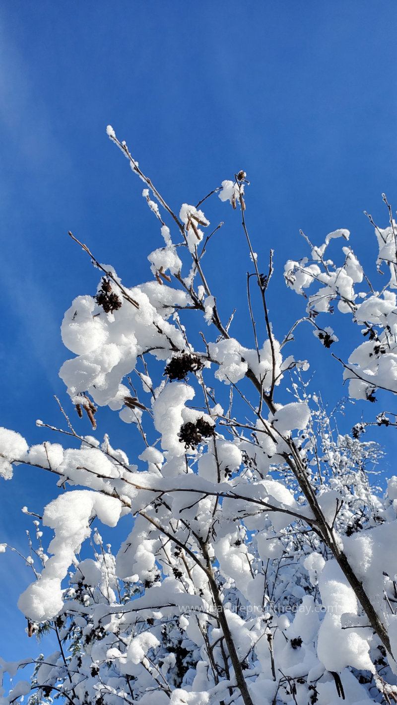 Snow and blue sky