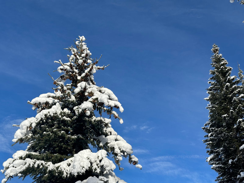 Snow On Trees