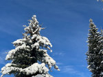 Snow On Trees