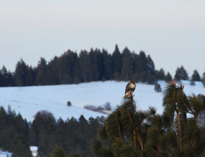 Hawk on a tree