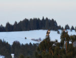 Hawk on a tree