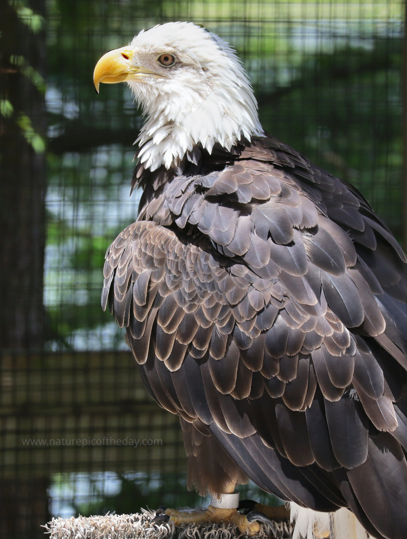 Bald Eagle at the Audubon Center for Birds of Prey in Florida