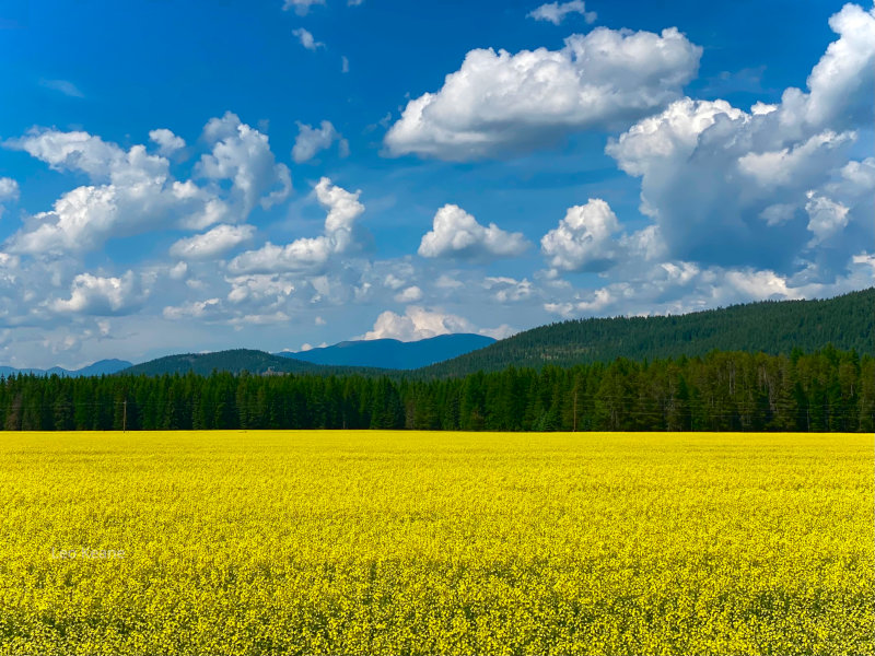 Canola Field in Montana