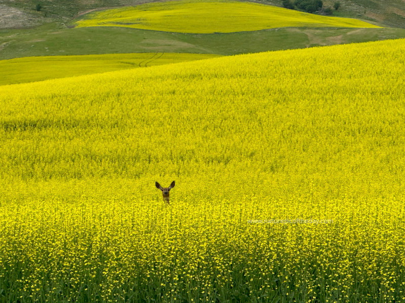 Deer in the Canola