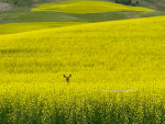 Deer in the Canola