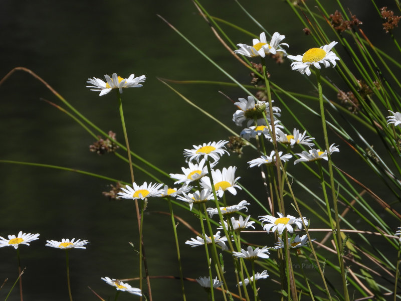 Daisies in front of a pond.