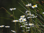 Daisies in front of a pond.