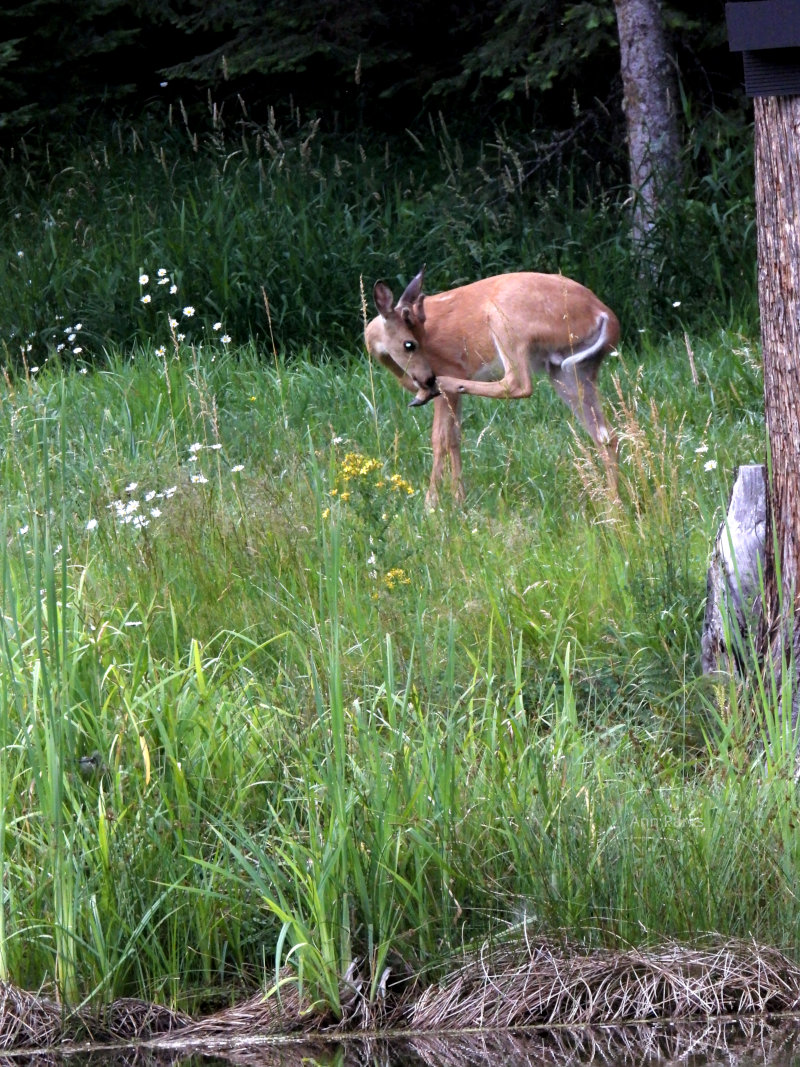 Idaho wildlife