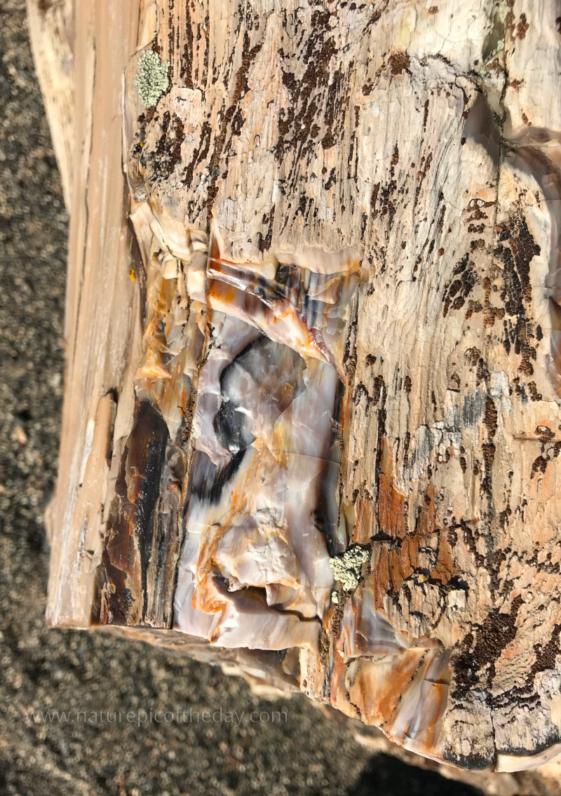 Ginkgo Petrified Forest in Washington