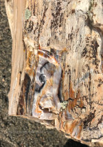 Ginkgo Petrified Forest in Washington